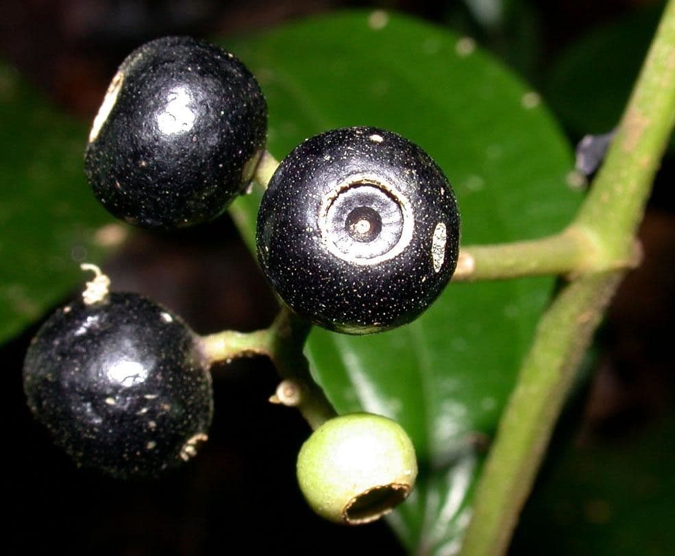 Miconia cooperi 4