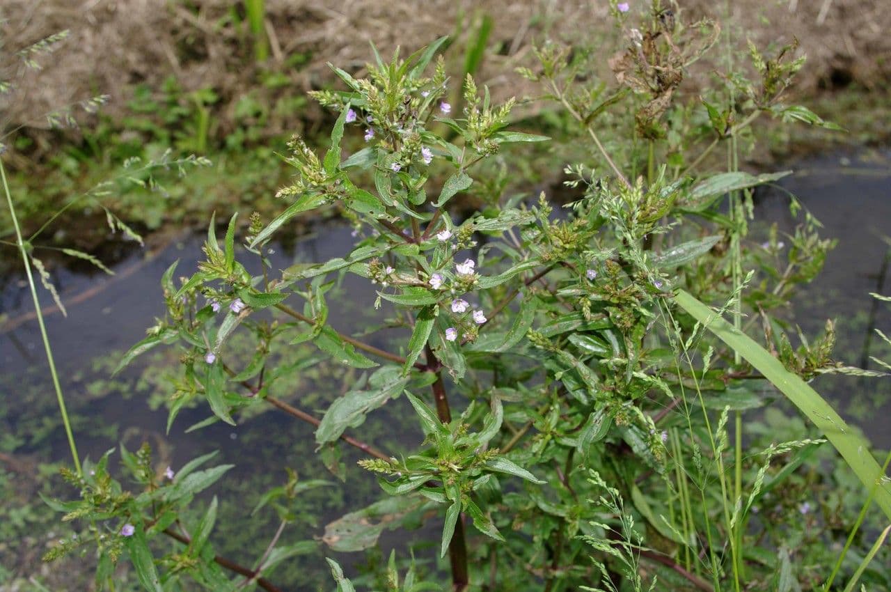 Veronica acquatica 27