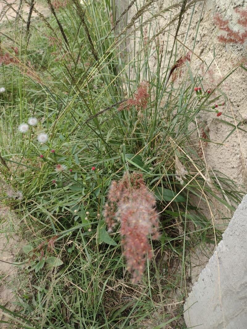 Erba di Natal 20