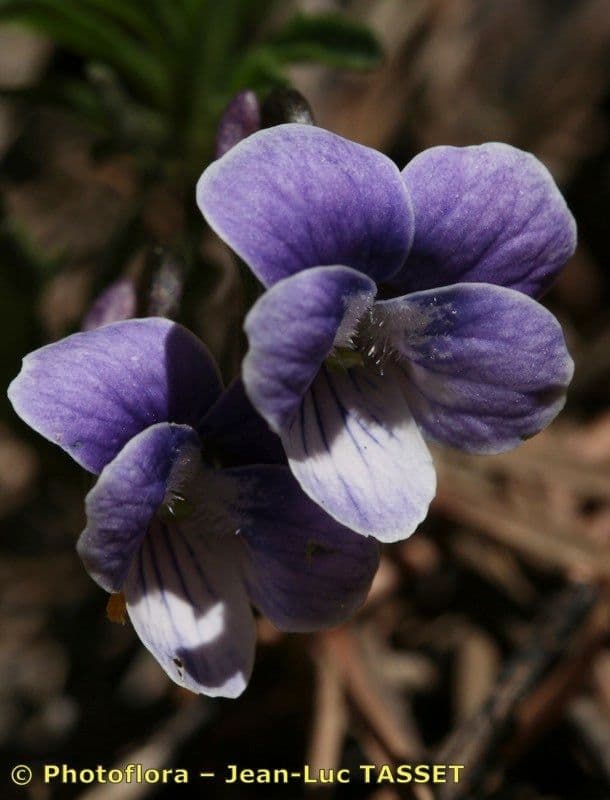 Violette pennée 6