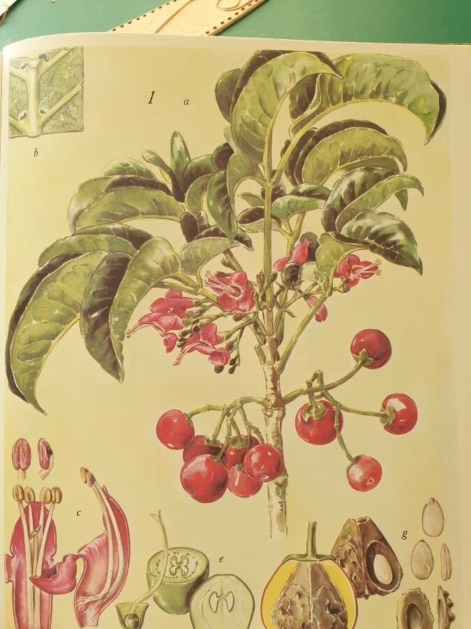 Vitex lucens 6