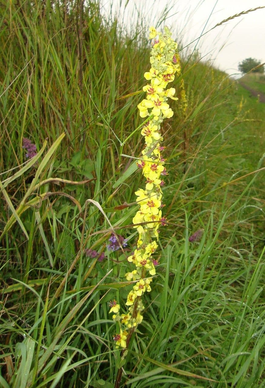 Verbasco nero 7
