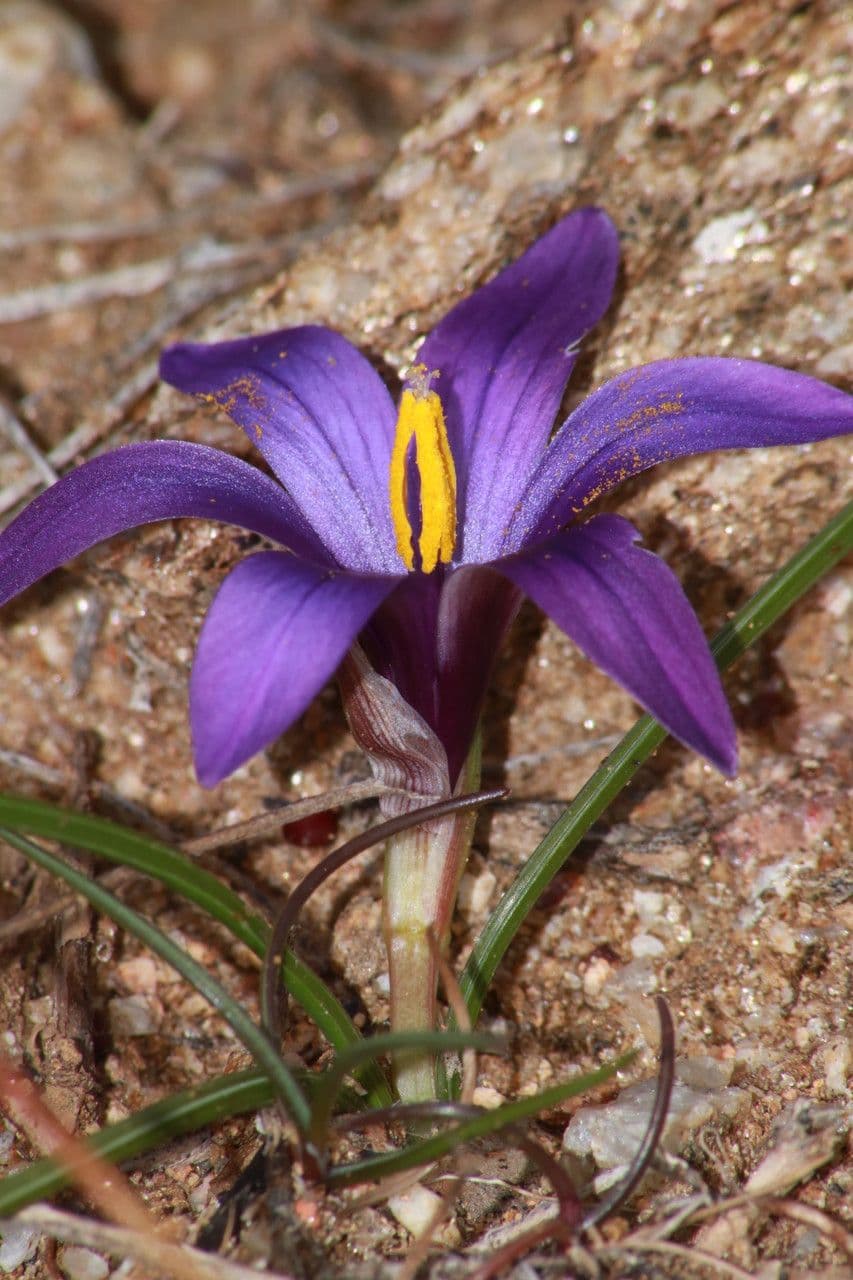 Romulea 8