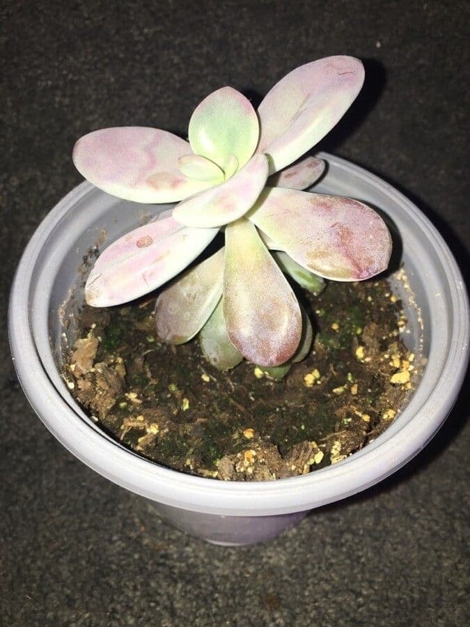 Graptopetalum 7