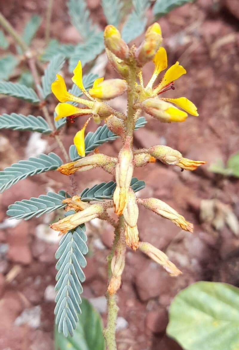 Hoffmannseggia glauca 5