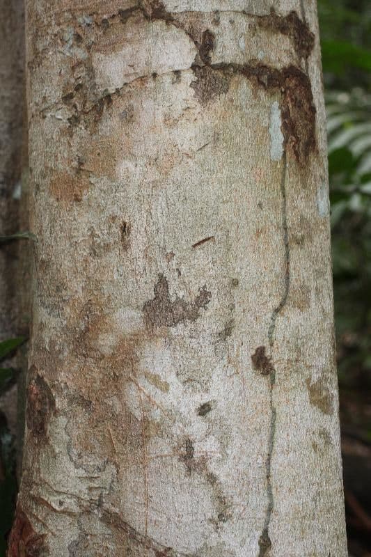 Hymenopus 5