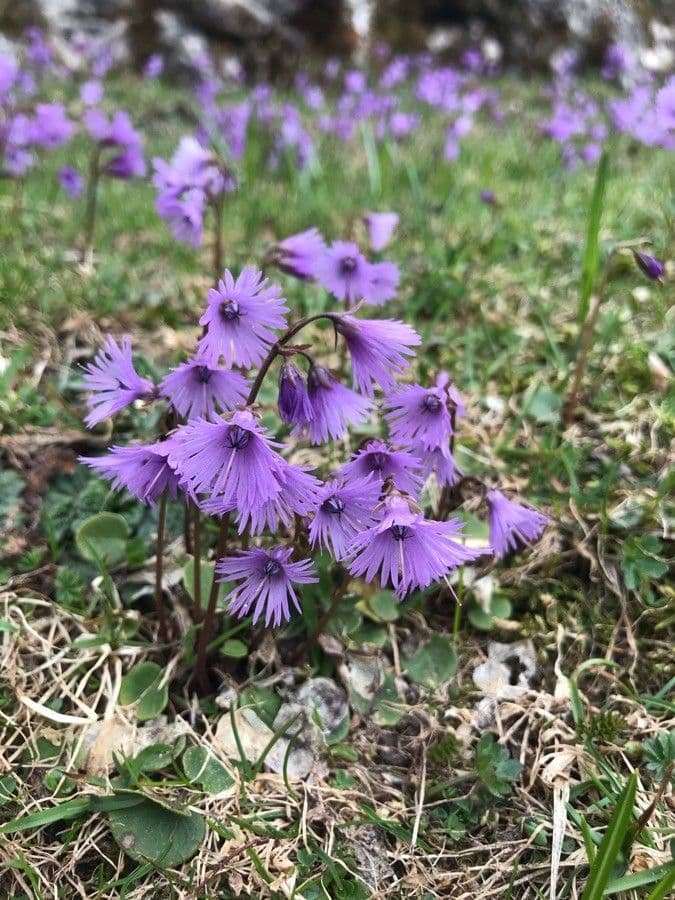 Soldanella comune 12