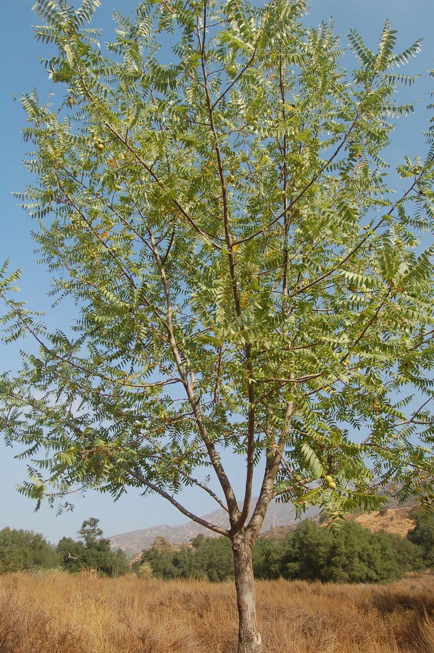 Noce della California 11