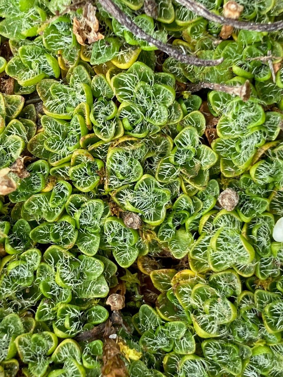 Ourisia 11