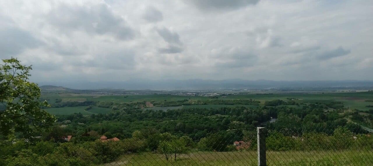 Caprifoglio etrusco 29