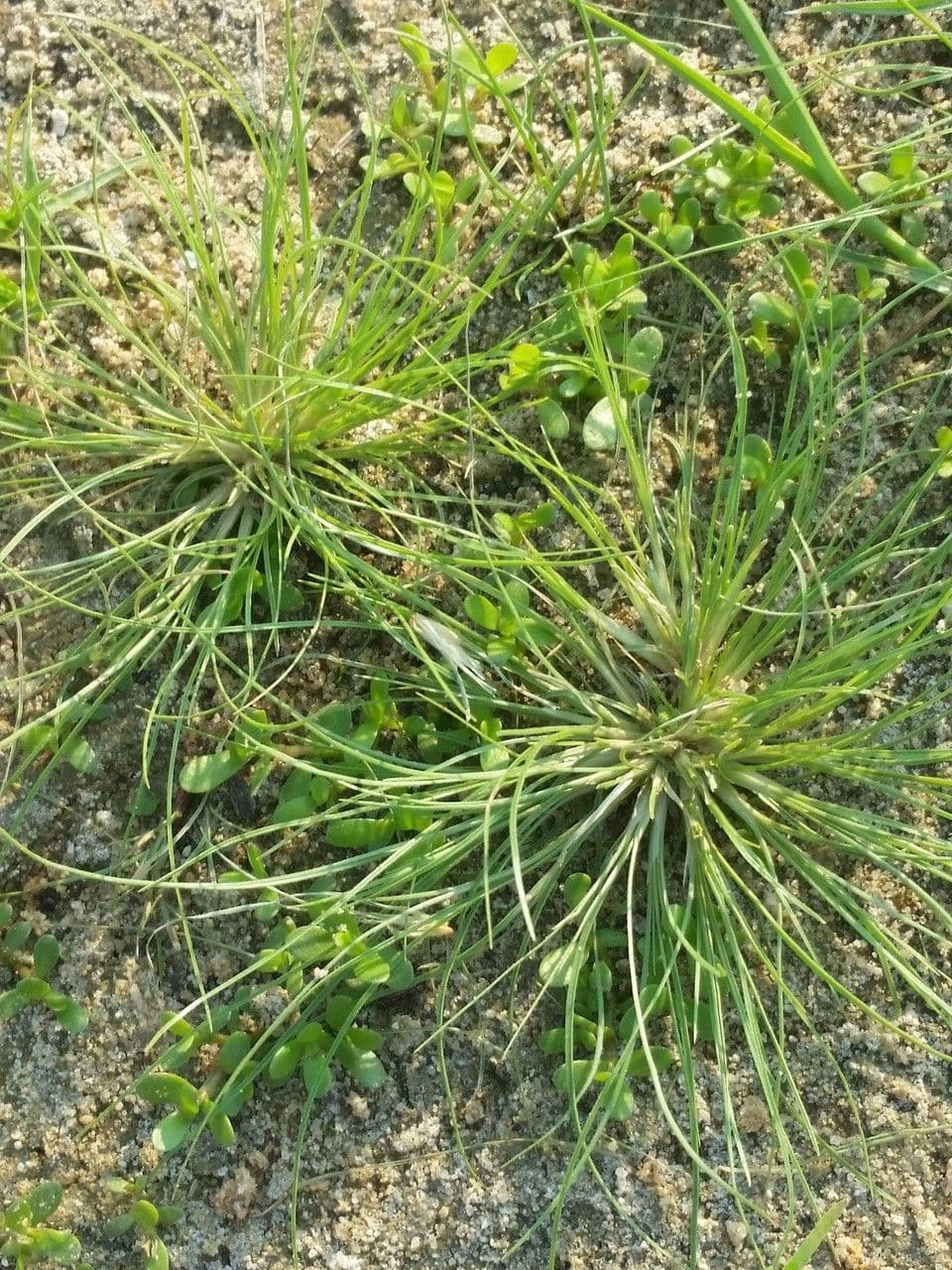 Fimbristylis 2