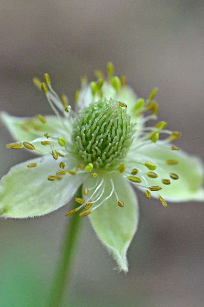 Anemone della Virginia 6