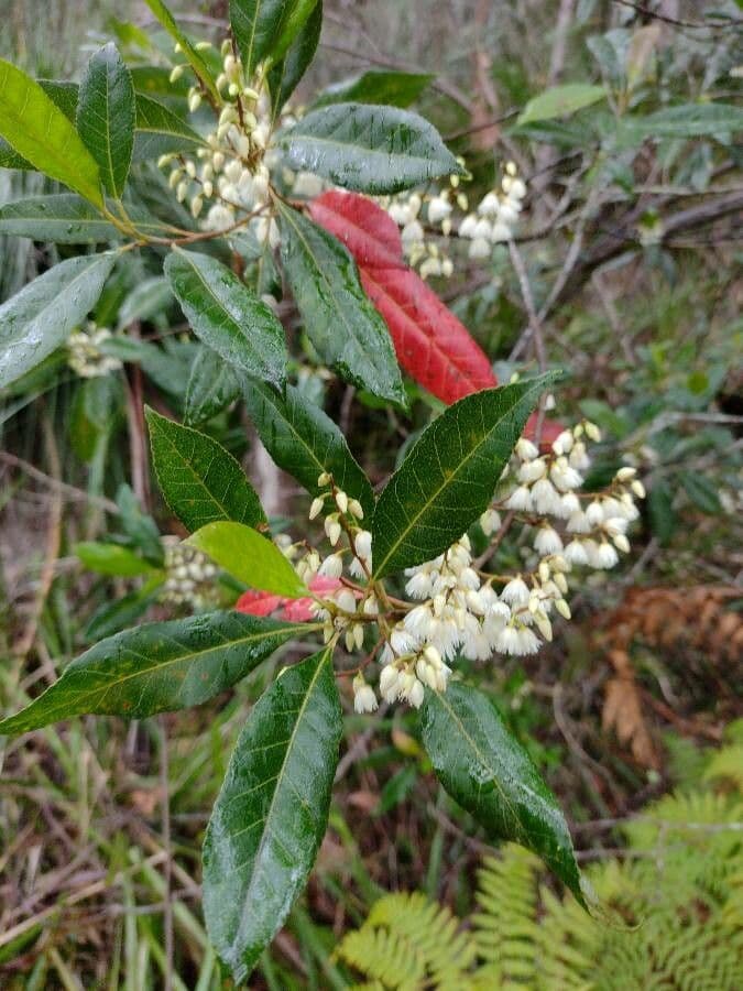 Elaeocarpus reticulatus 15