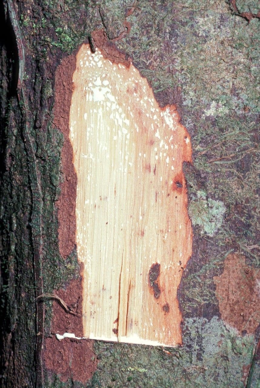 Ecclinusa 7