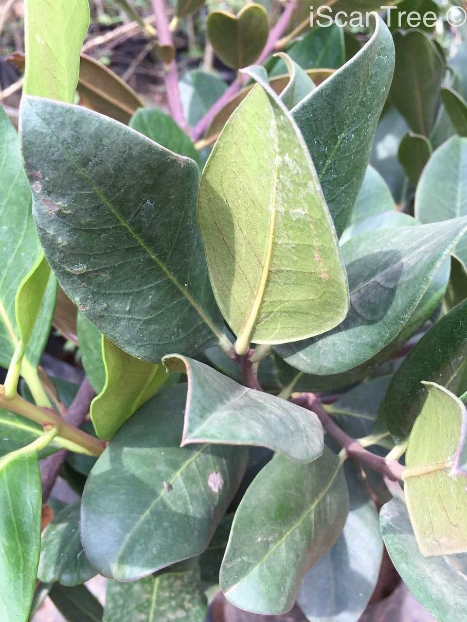 Buschmannspfeil 14