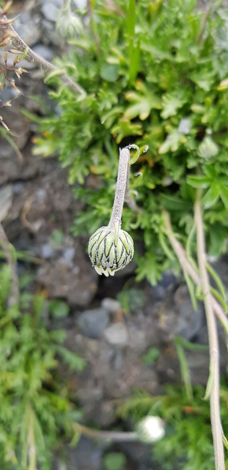 Alpen-Margerite 28