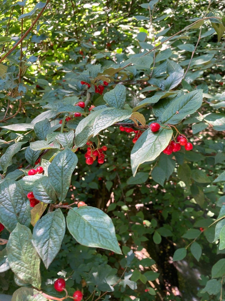 Cotonéaster 20