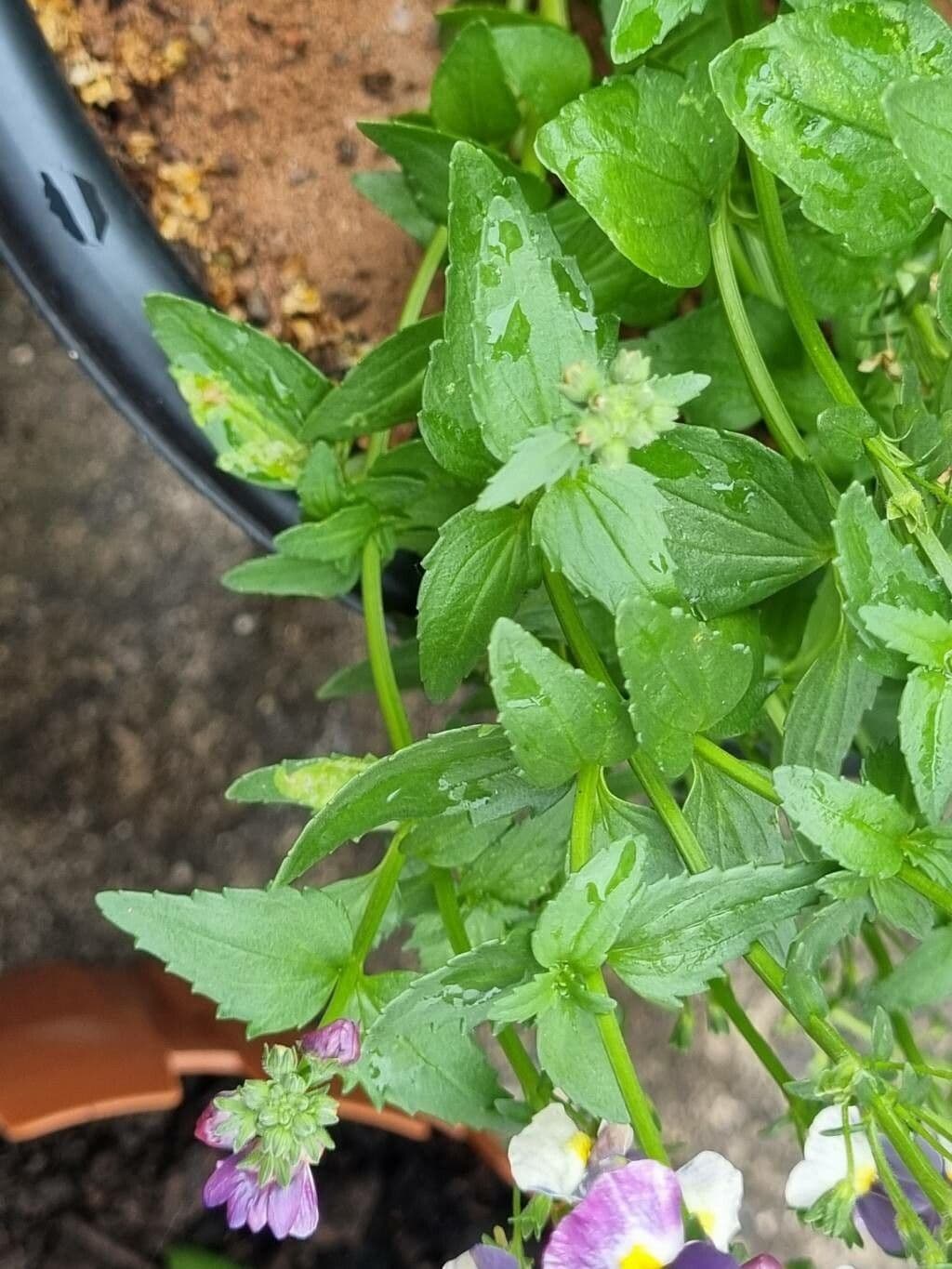 Nemesia arbustiva 8