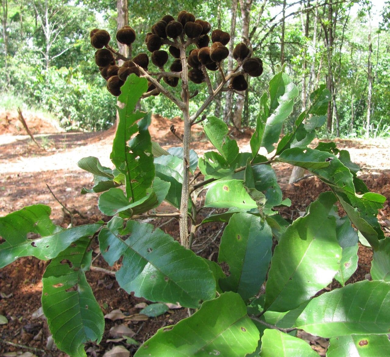 Cupania rossastra 8