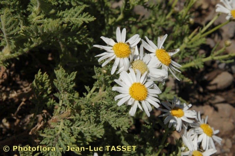 Argyranthemum 4