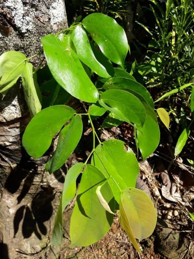 Hymenaea courbaril 15