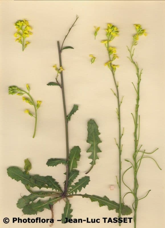 Sisymbrium 5