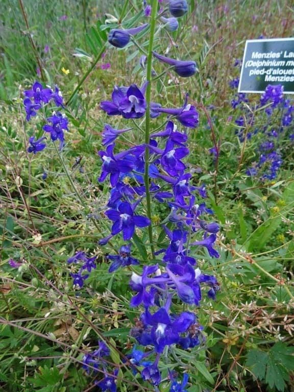 Speronella di Menzies 9