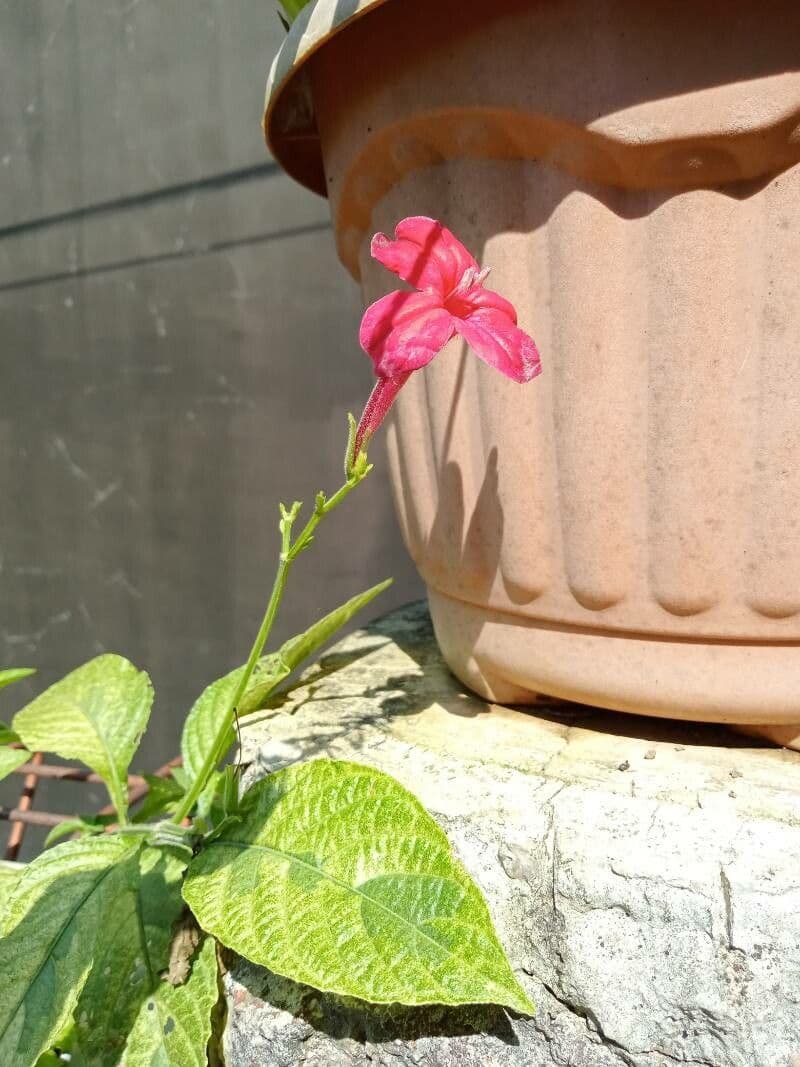 Ruellia elegante 2