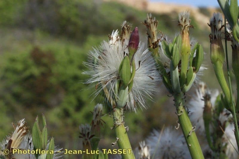 Kleinia anteuphorbium 4