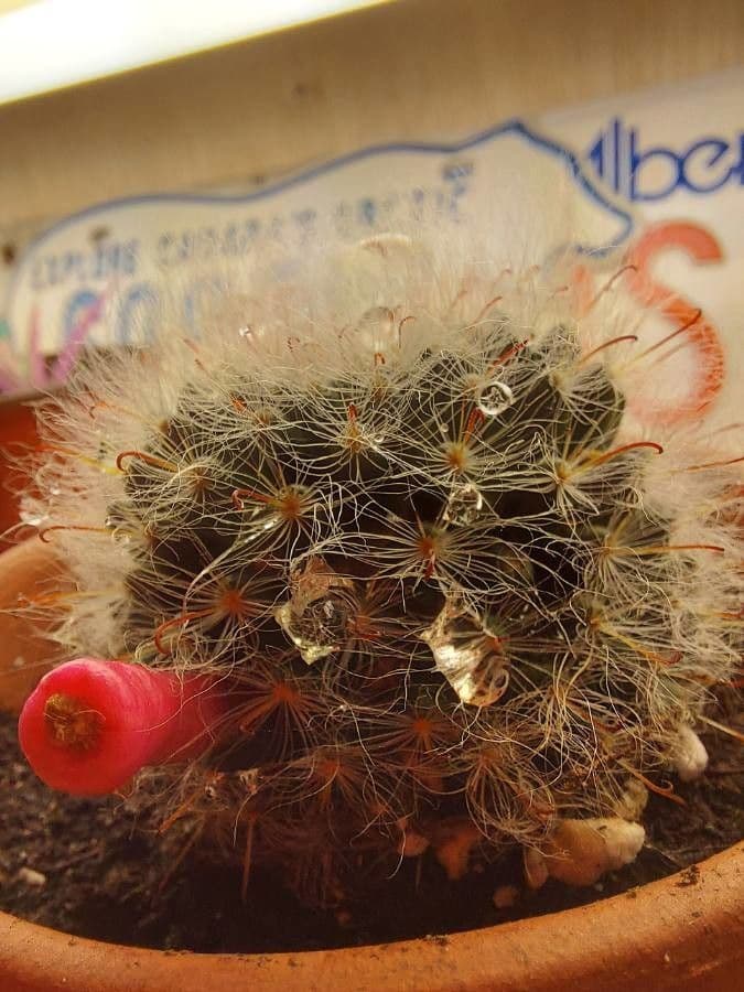 Cuscino della suocera 2