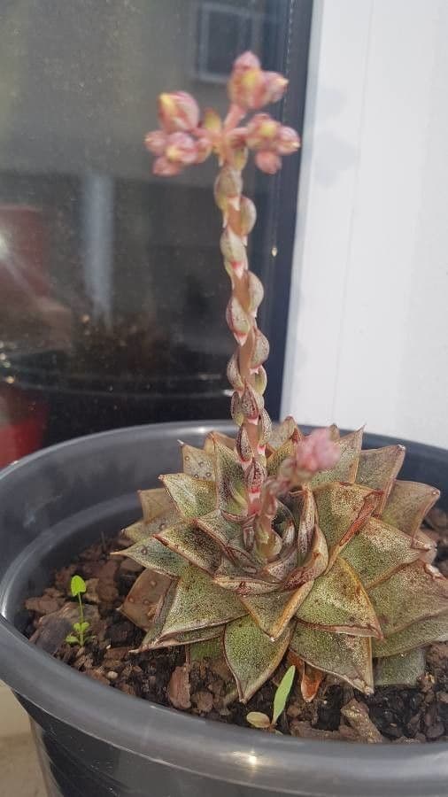 Echeveria