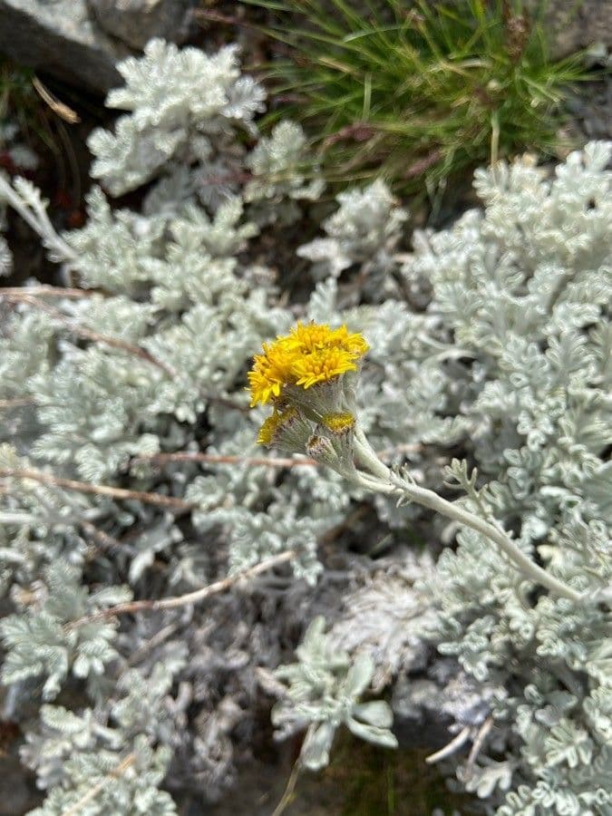 Senecio leucofillo 4
