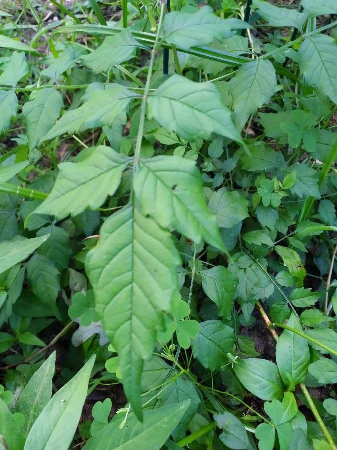 Trompeta de Virginia 19