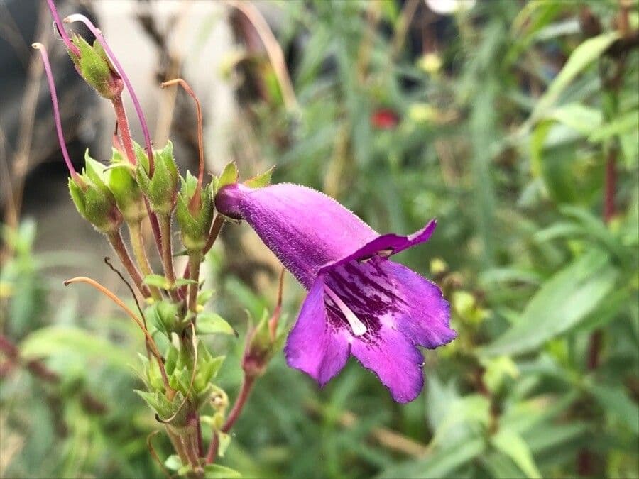 Penstemon 4