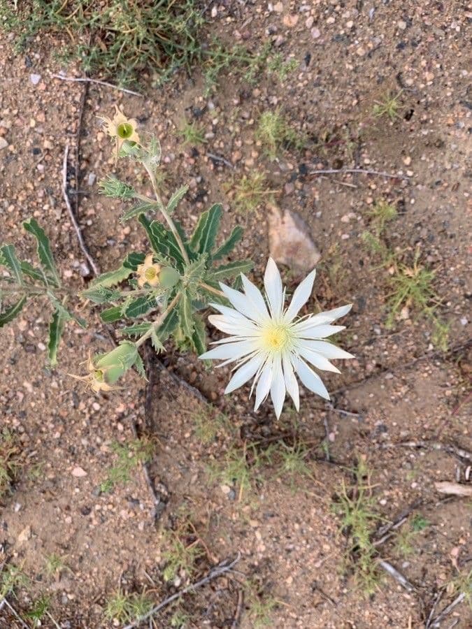 Mentzelia multiflora 4