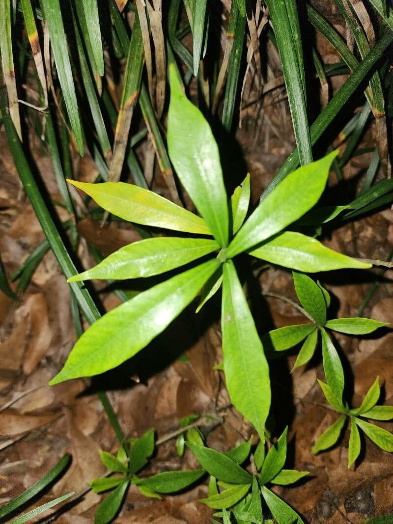Bonellia macrocarpa 8