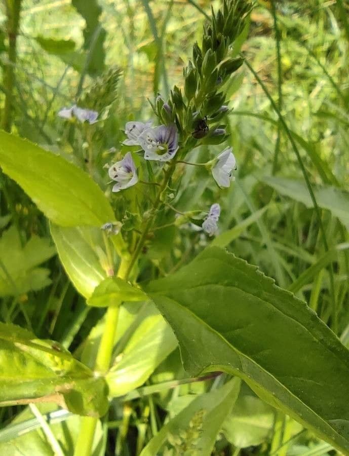 Veronica acquatica 19