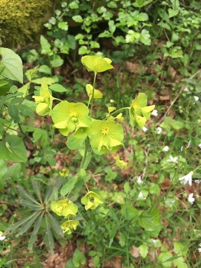 Euphorbe des bois 10