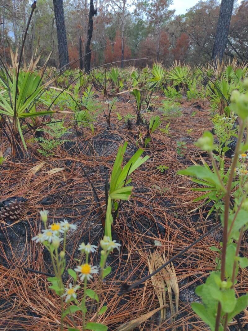 Sericocarpus tortifolius 7
