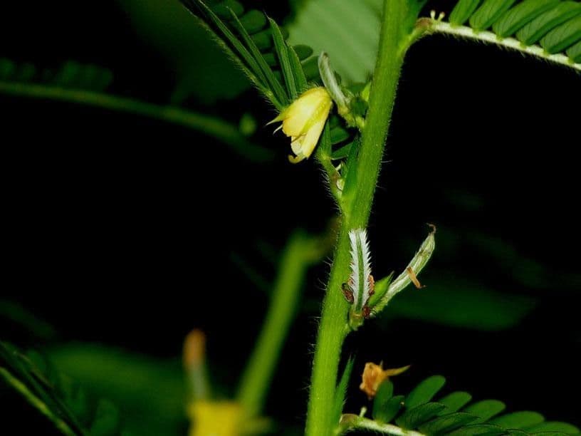 Herbe sensible 25