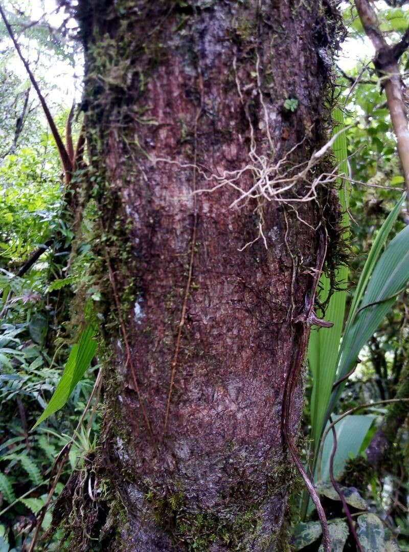 Saurauia 16
