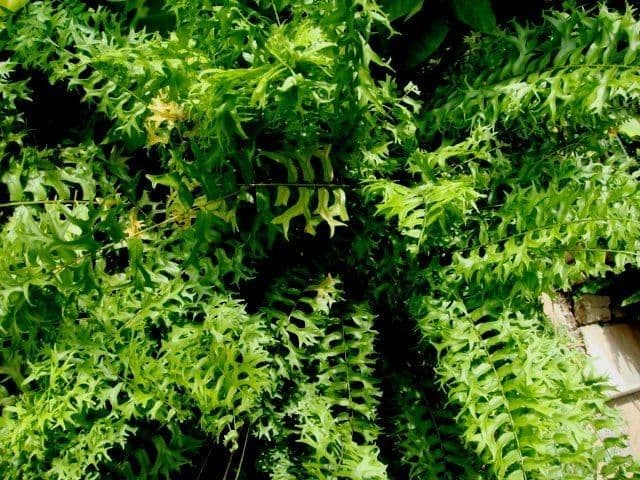 Nephrolepis 5