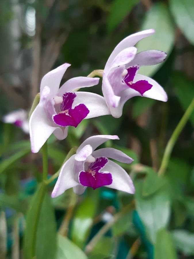 Dendrobium 4