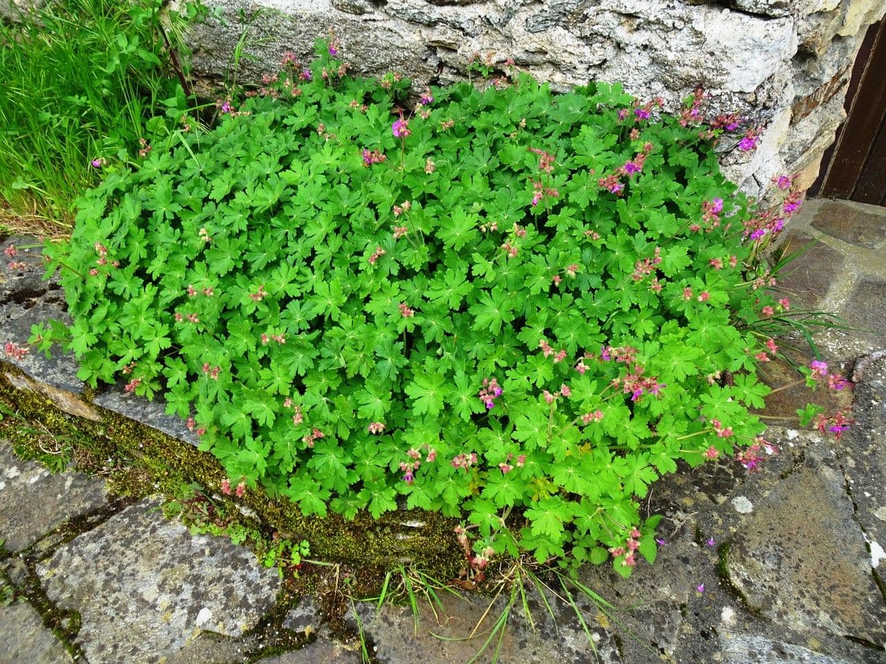 Felsen-Storchschnabel 12