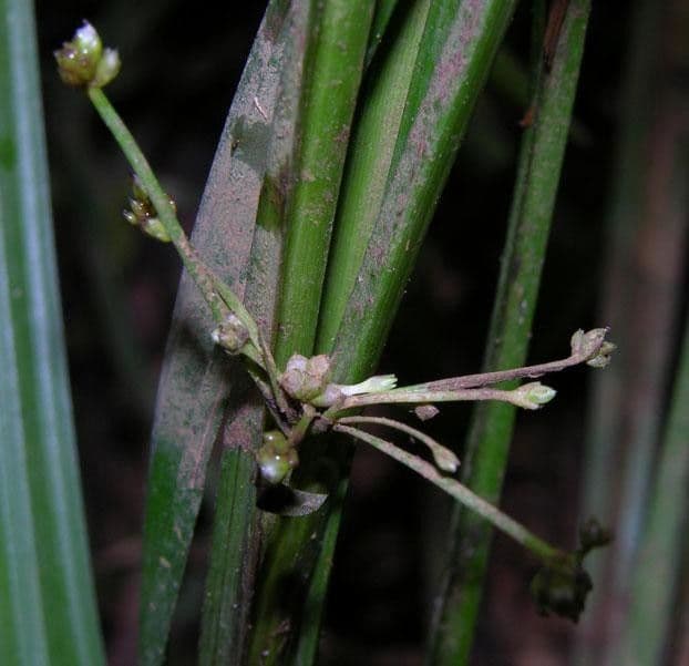 Calyptrocarya glomerulata 7