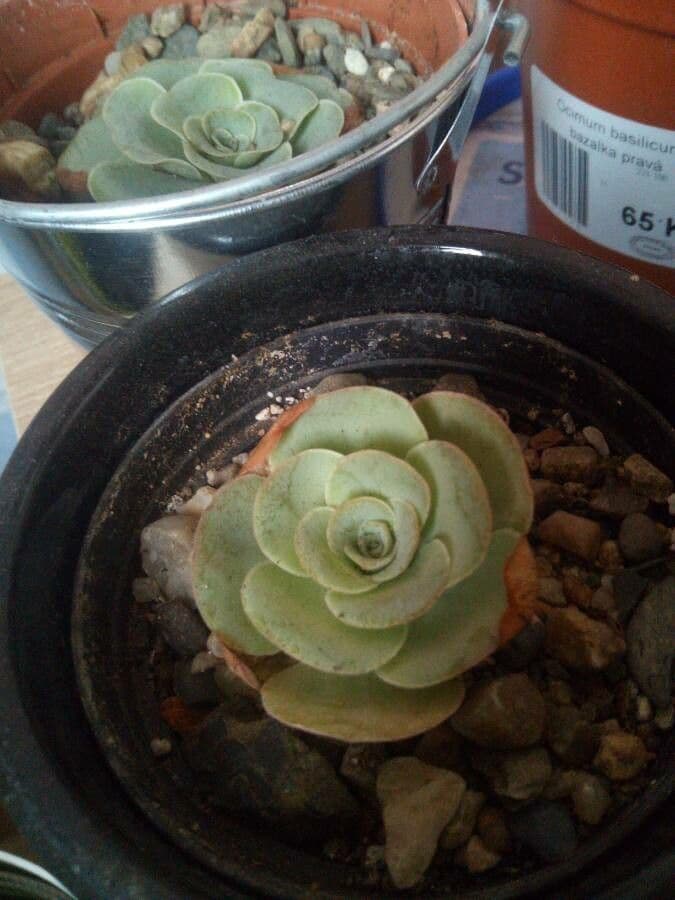Aeonium aureum 8