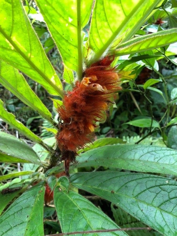 Columnea 6