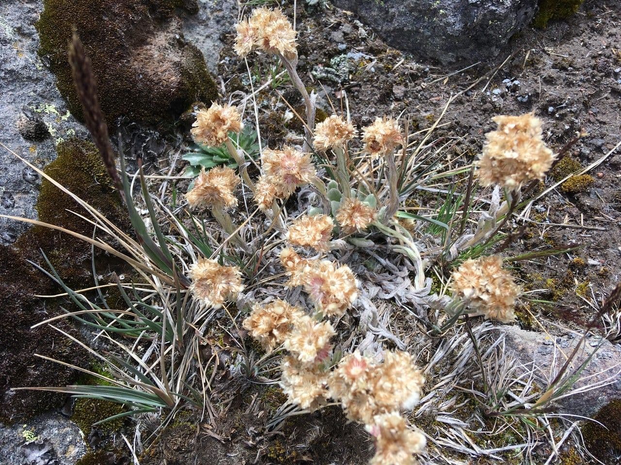 Pseudognaphalium 2