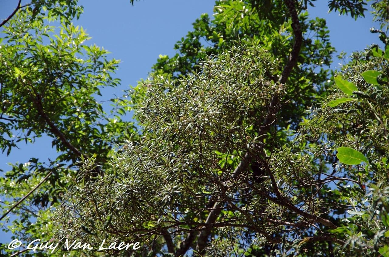 Miconia 3