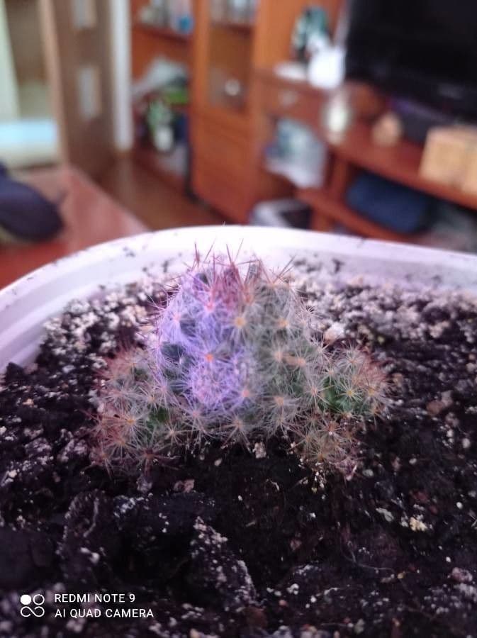 Cactus proliferante 19